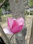 玉兰花