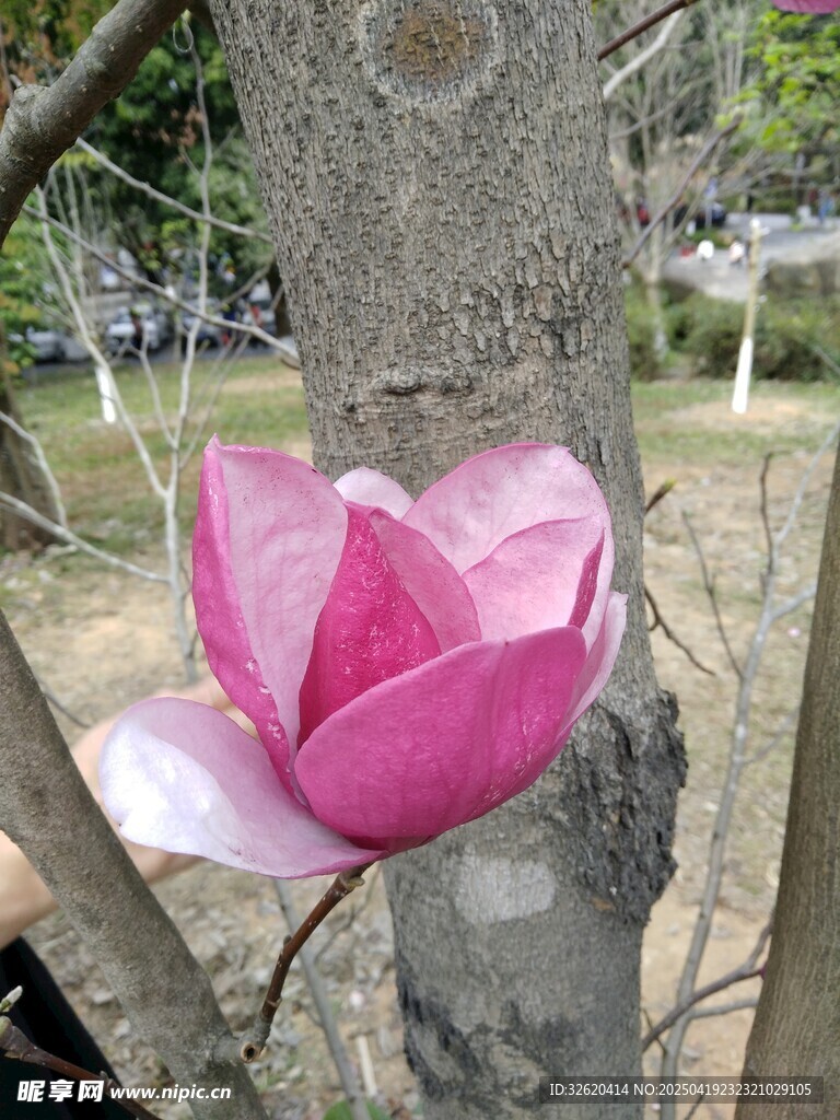 玉兰花
