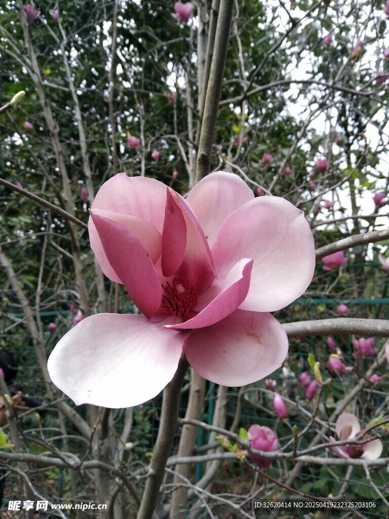 玉兰花