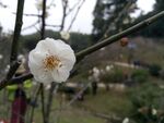 梅花