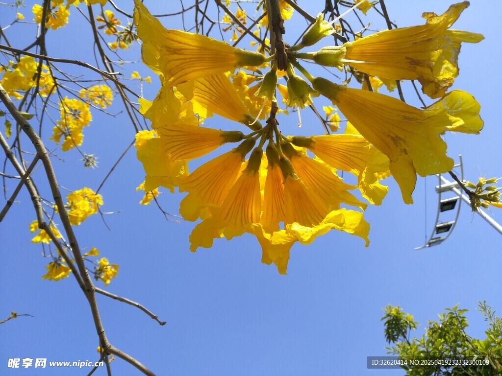 风铃花
