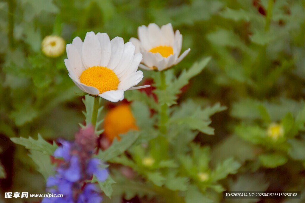 小白菊