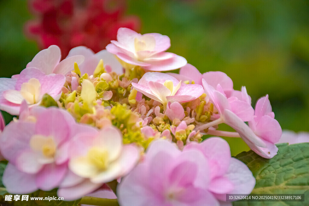 绣球花