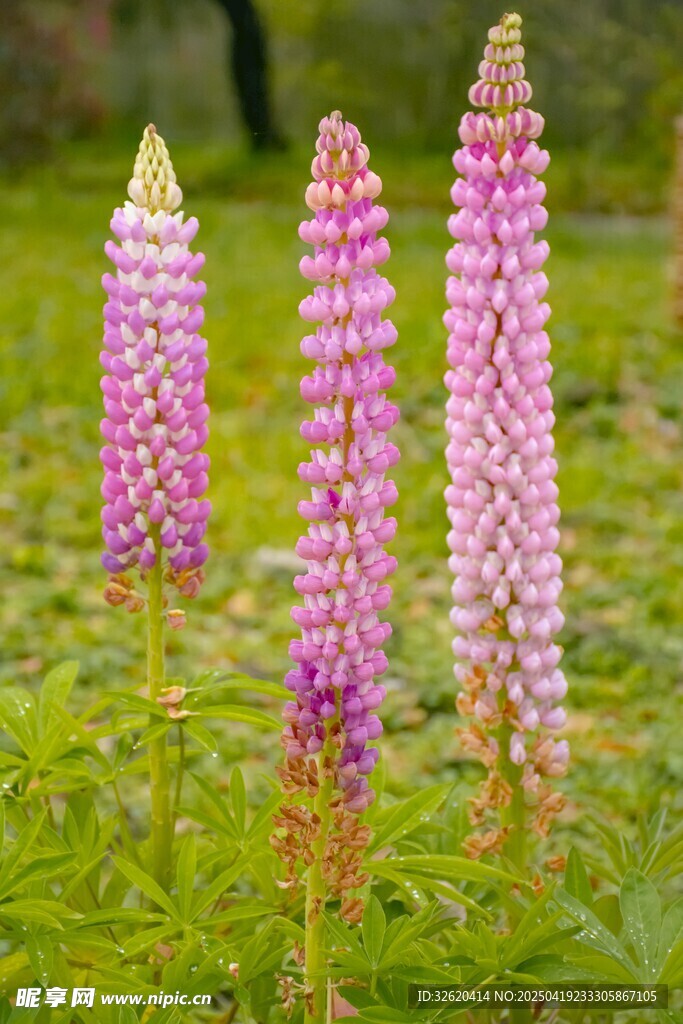 羽扇豆花