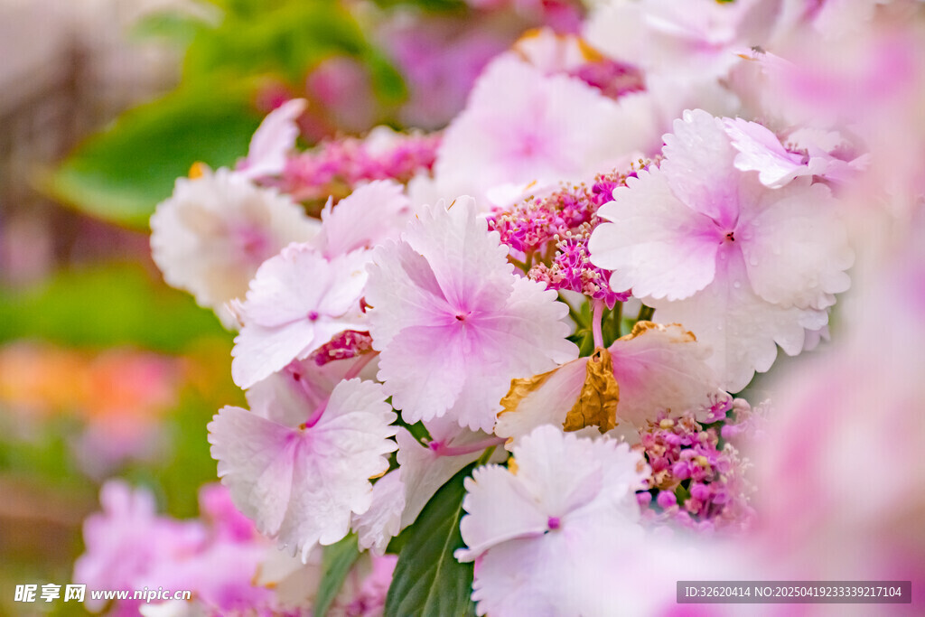 绣球花