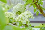 绣球花