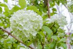 绣球花
