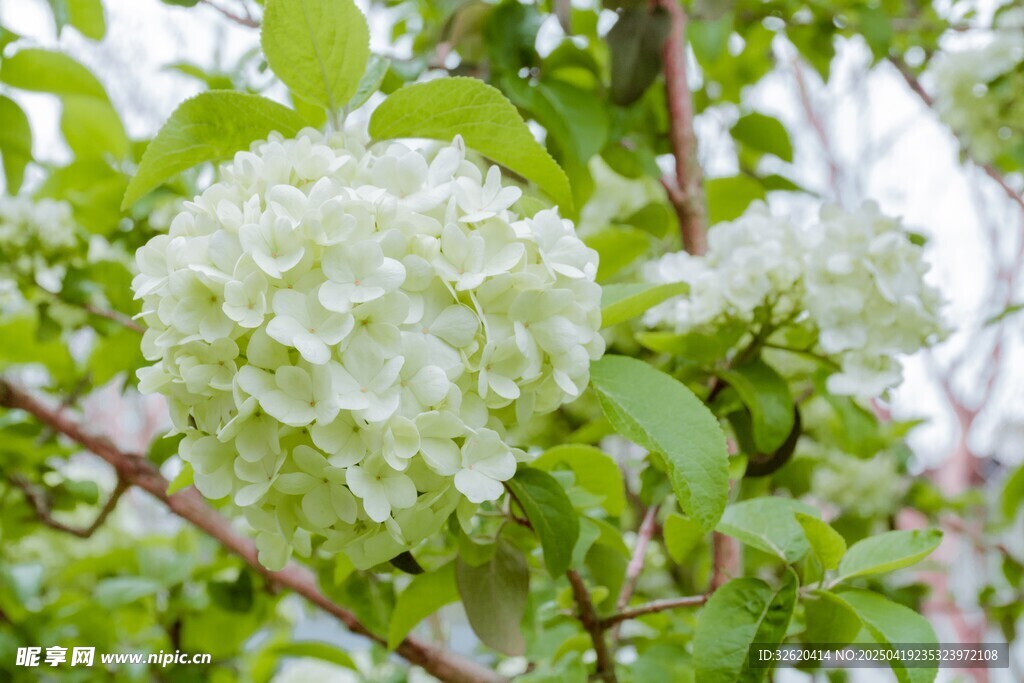 绣球花