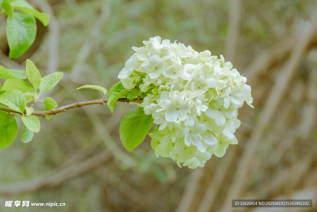 绣球花
