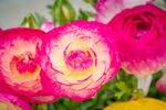 花毛茛