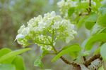 绣球花