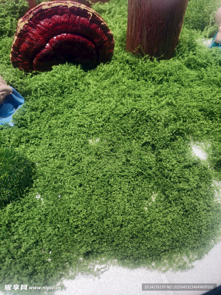苔藓
