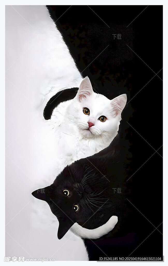太极猫