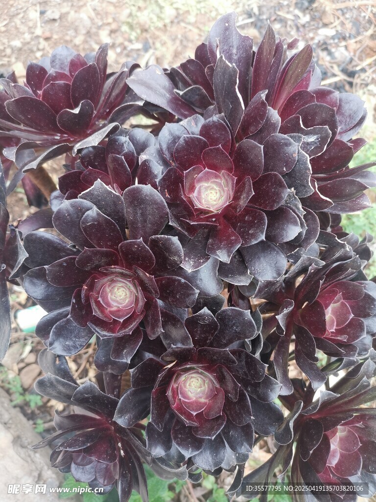 深紫色多肉植物特写