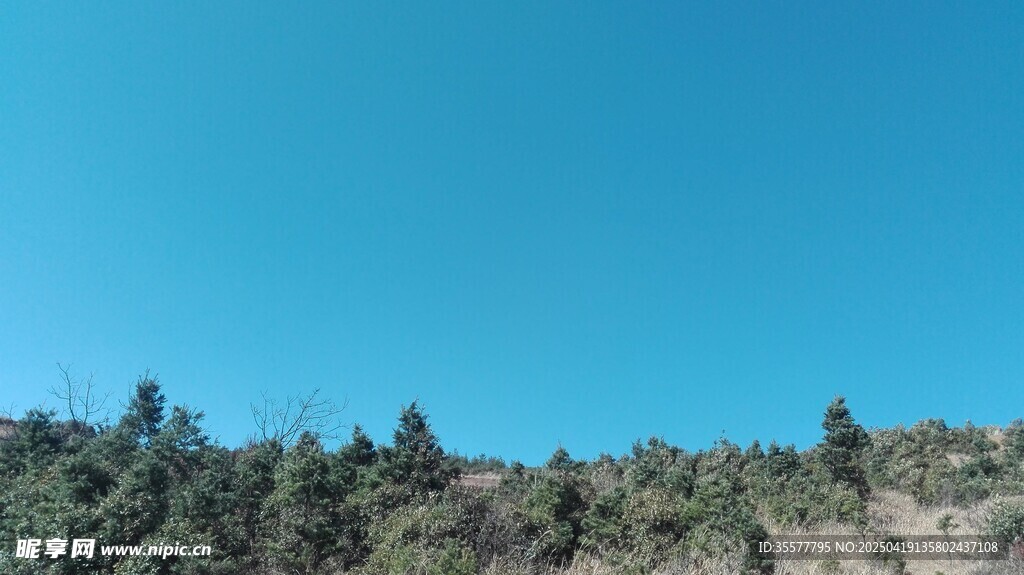 后山山坡蓝天之下的茂密树林