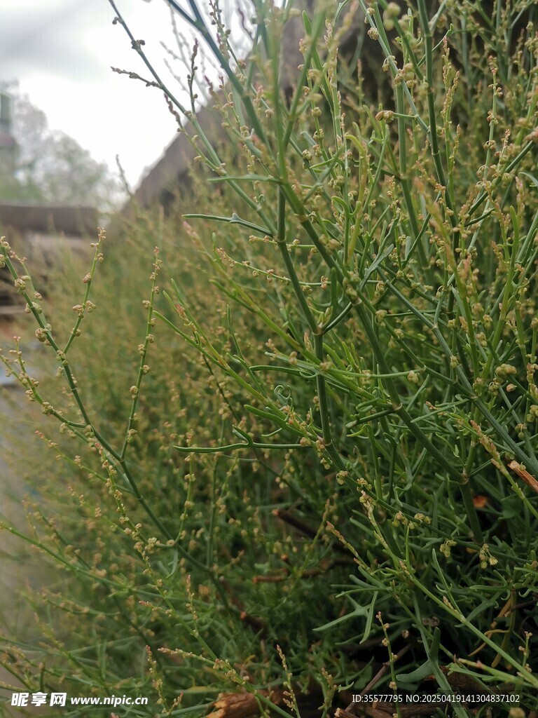 酸浆草户外繁茂绿植景观