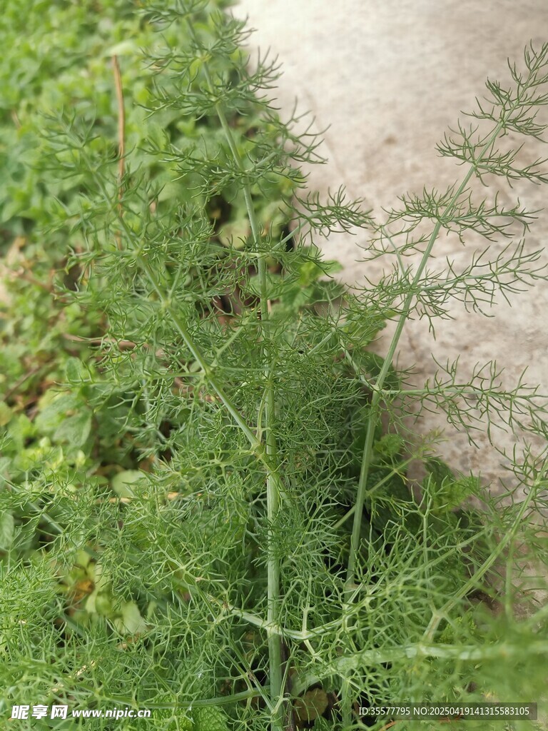 茴香路边嫩绿繁茂的草丛