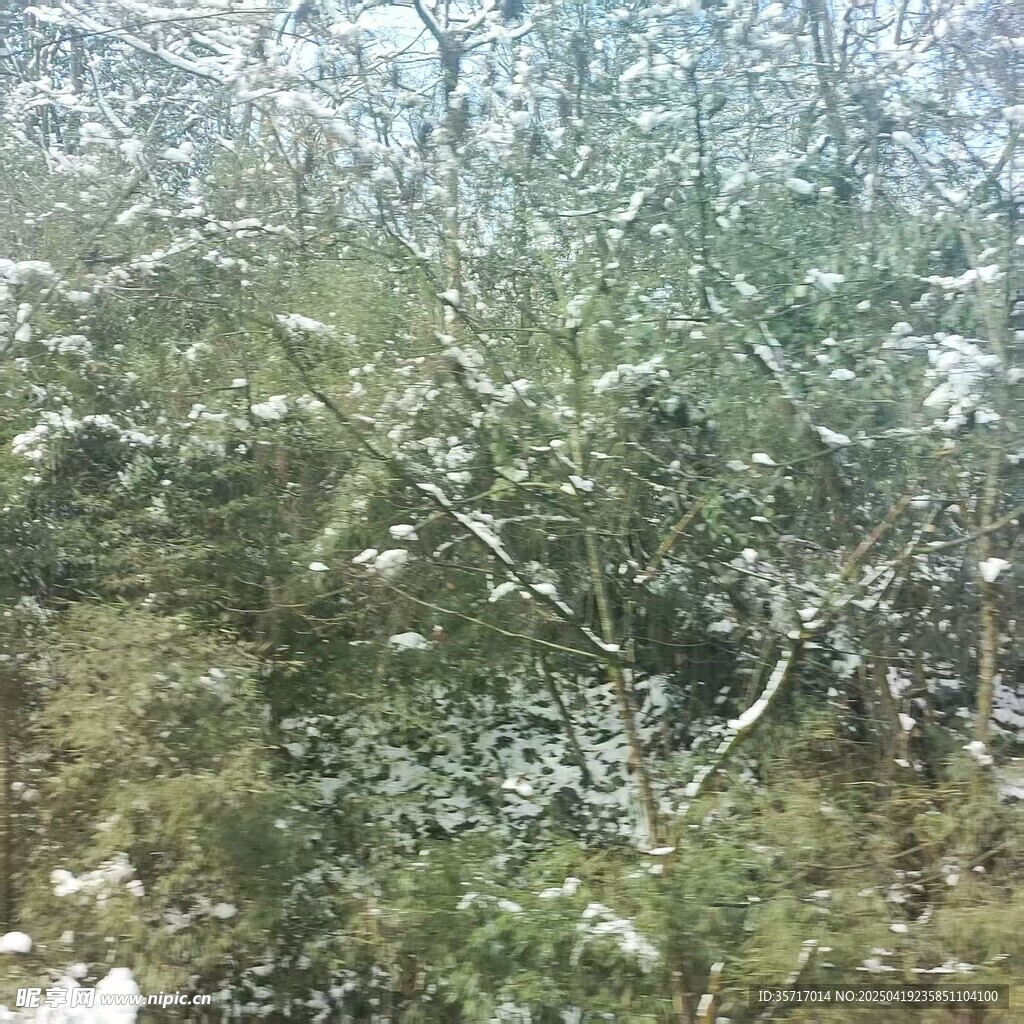 雪覆树林景象
