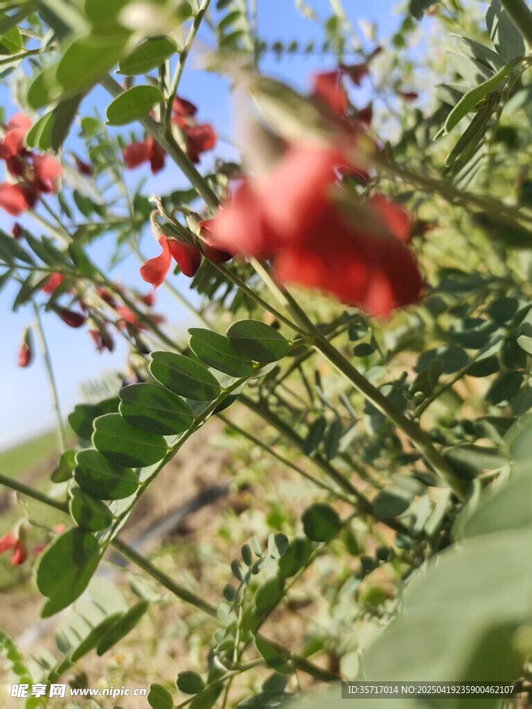 枝头红果枸杞生机盎然