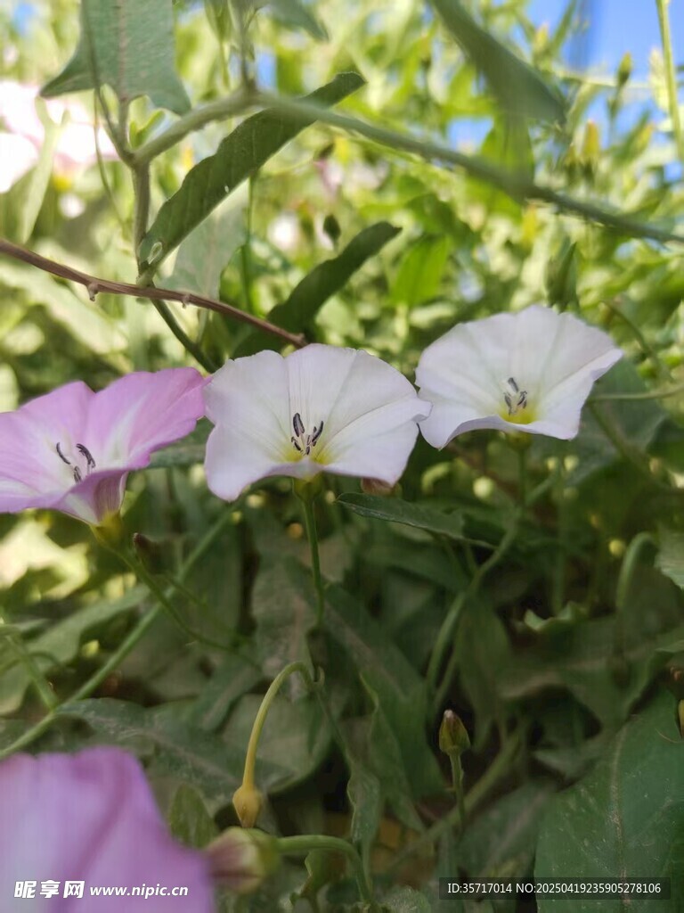 绽放的美丽牵牛花