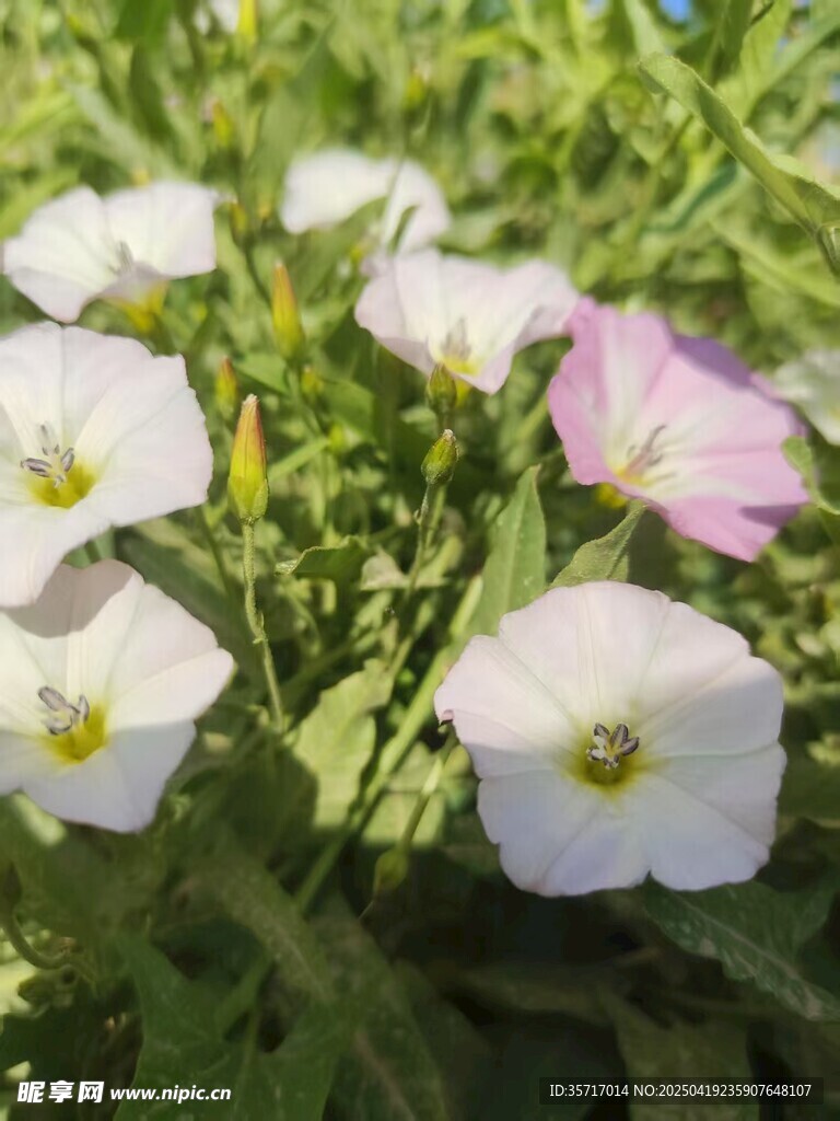 清新绽放的白色小花