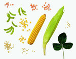 新鲜蔬菜与幸运草组合