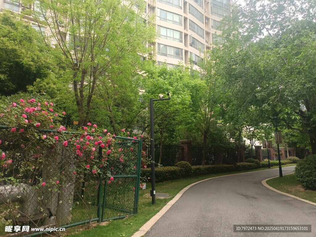 小区内的林荫幽静小路