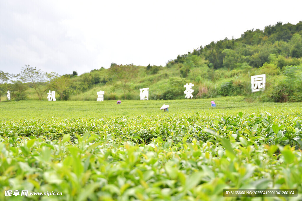 广西上林大明山茶园景区