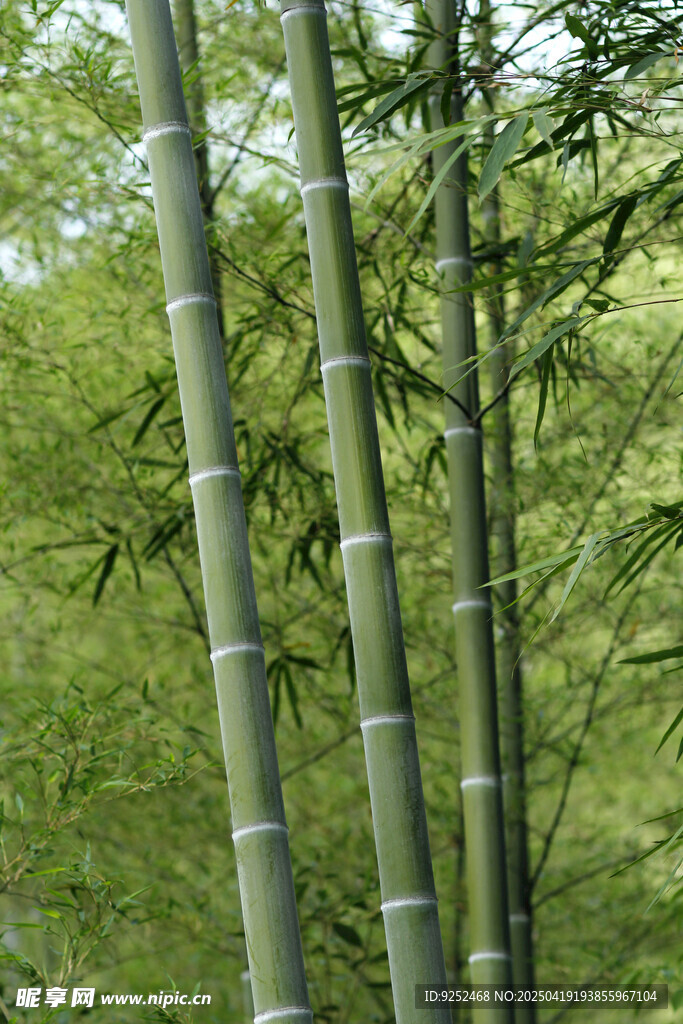 翠竹 