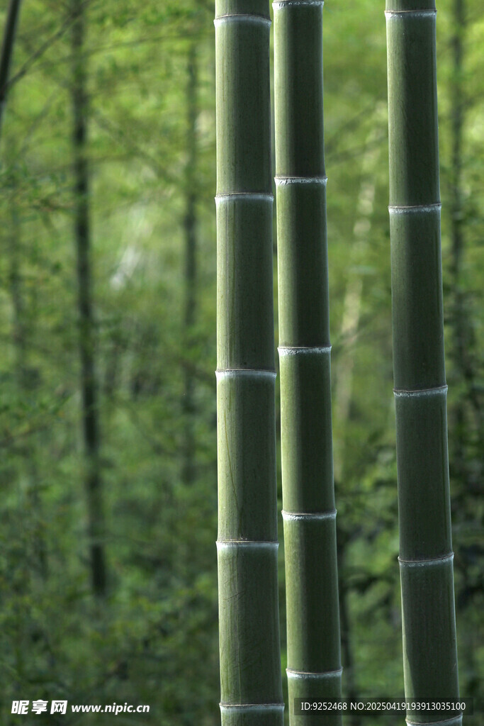 竹林 