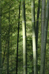 竹林 