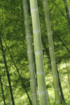 竹子