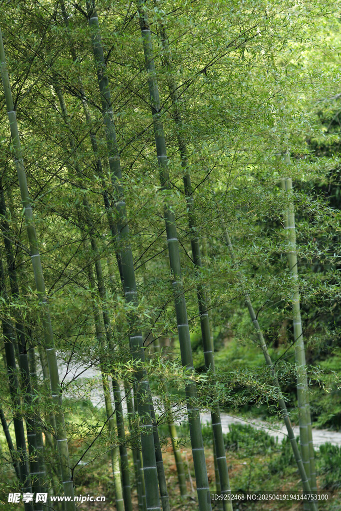 竹林