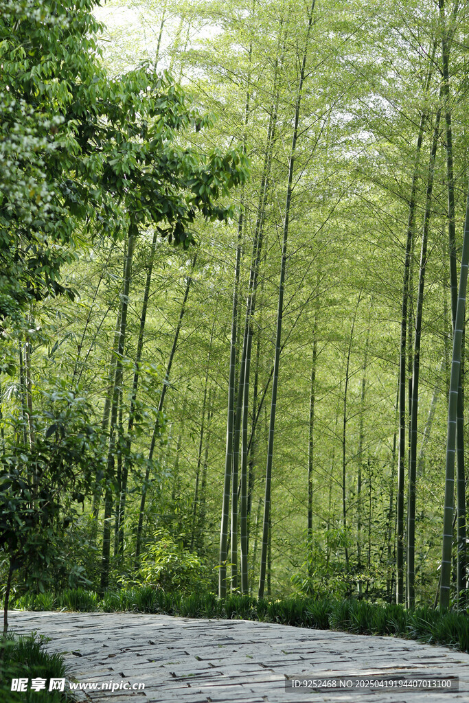 毛竹林 