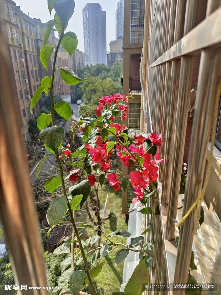 窗边绽放的花朵