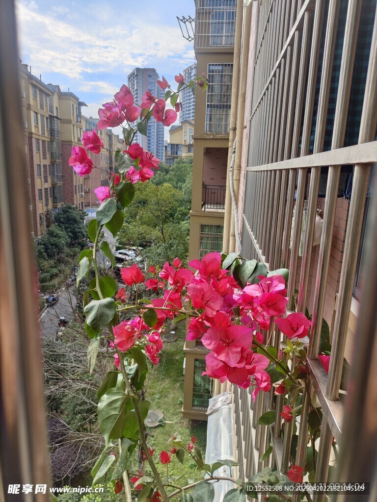阳台绽放的艳丽花朵