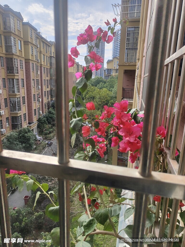 窗外绽放的艳丽花卉