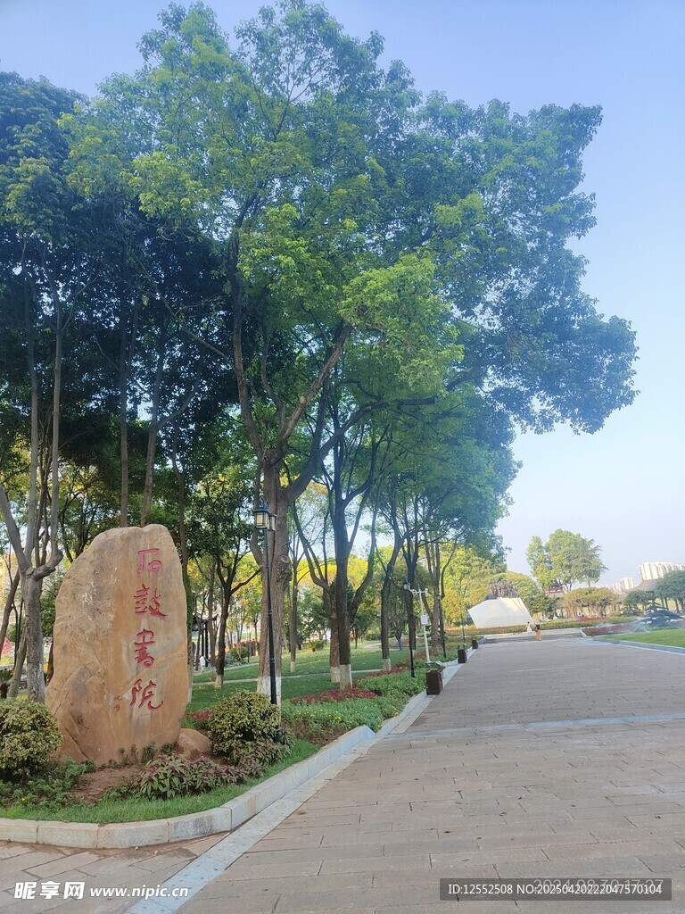 林荫小道旁的自然景致
