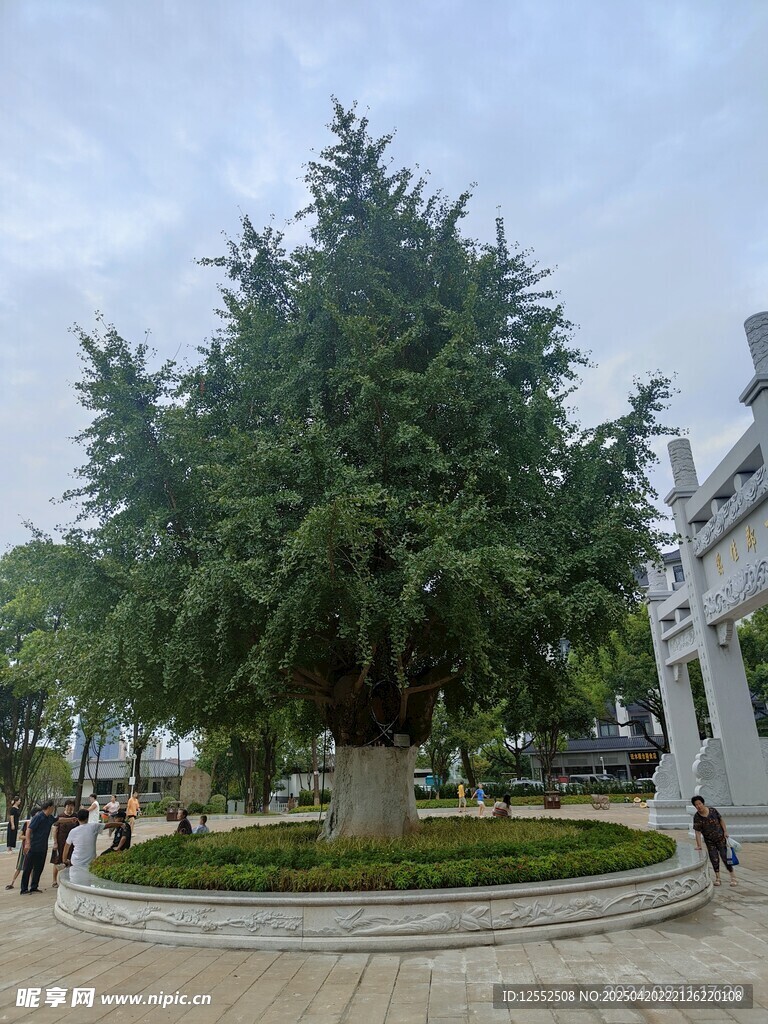 广场中的葱郁大树
