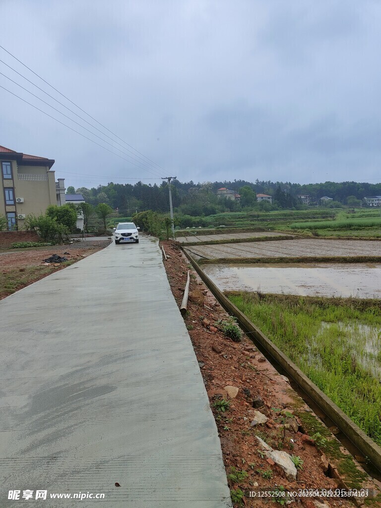 乡村水泥路旁的水田景象