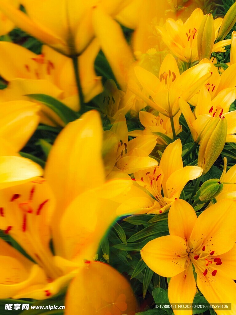 百合花