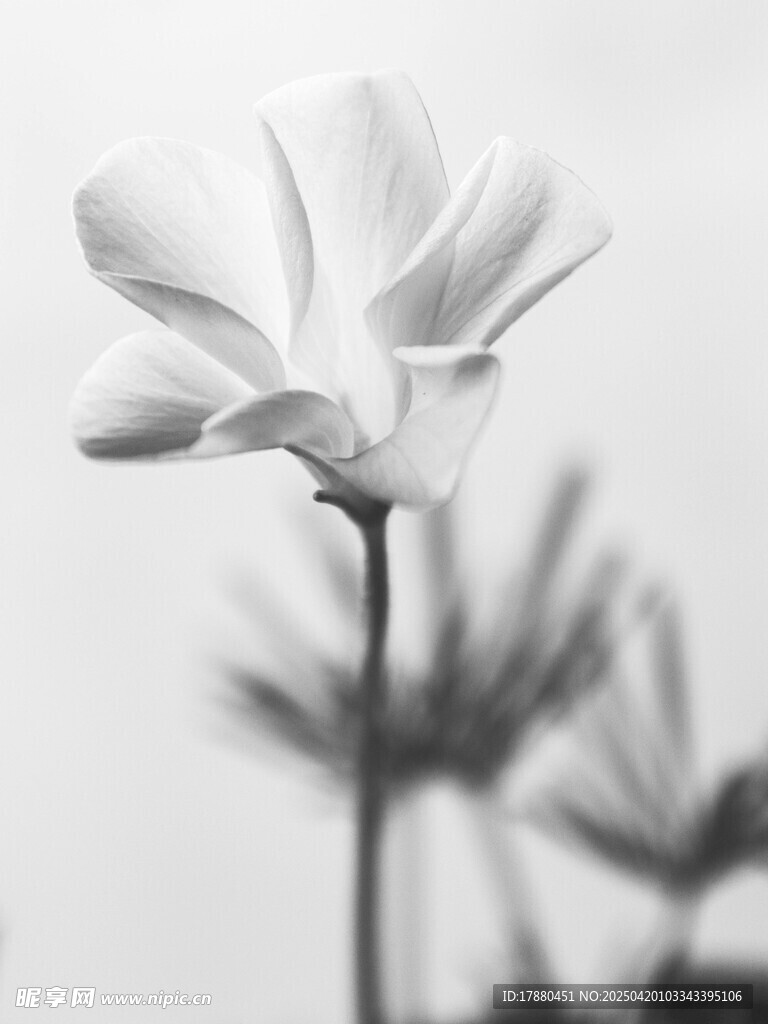 花朵