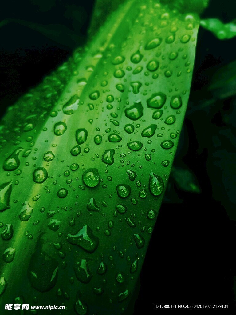 绿叶