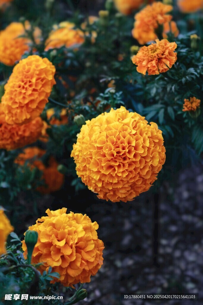 菊花