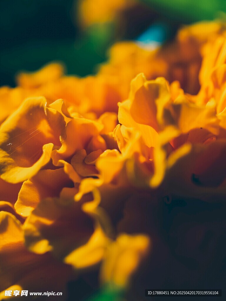 花朵