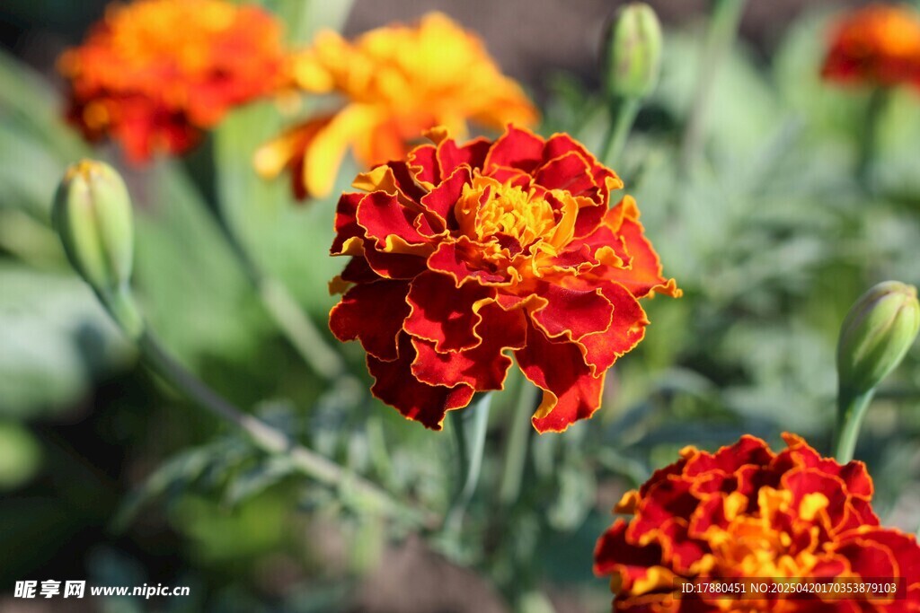 菊花