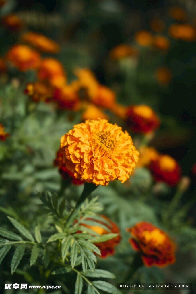 菊花