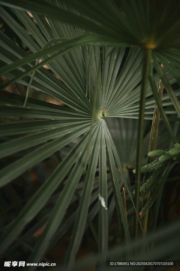 龟背竹