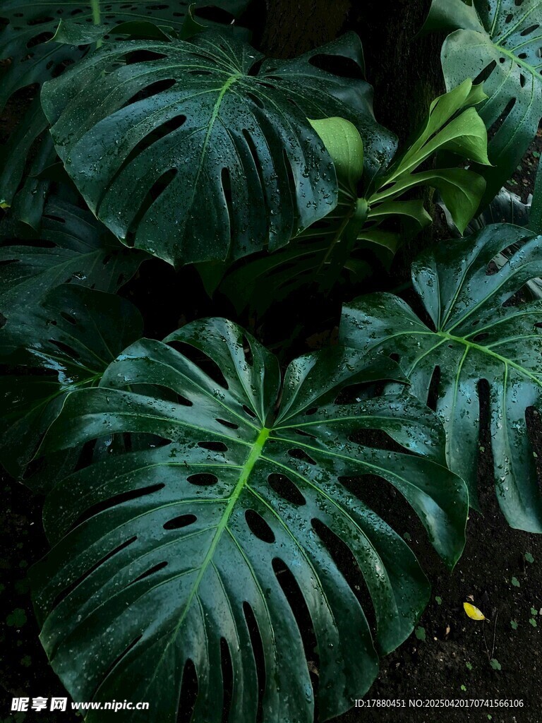 龟背竹
