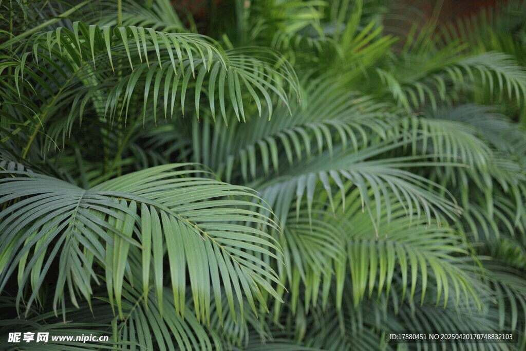 蕨类植物